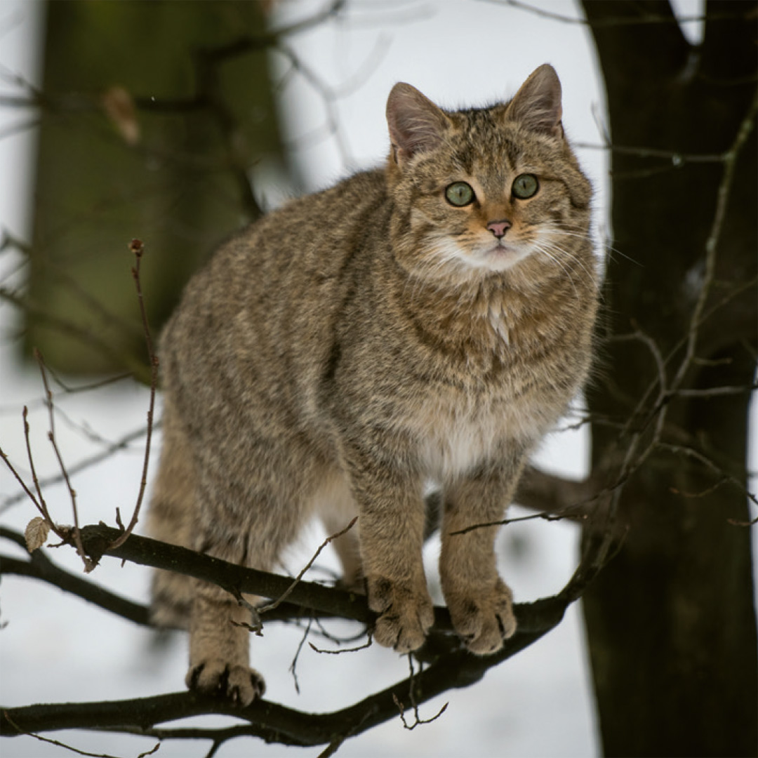 Einheimische Säugetiere – das Memo-Spiel