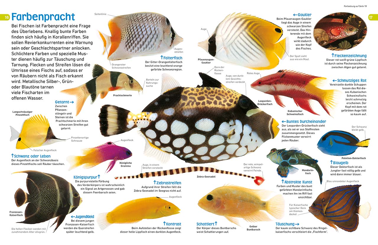 memo Wissen entdecken. Fische