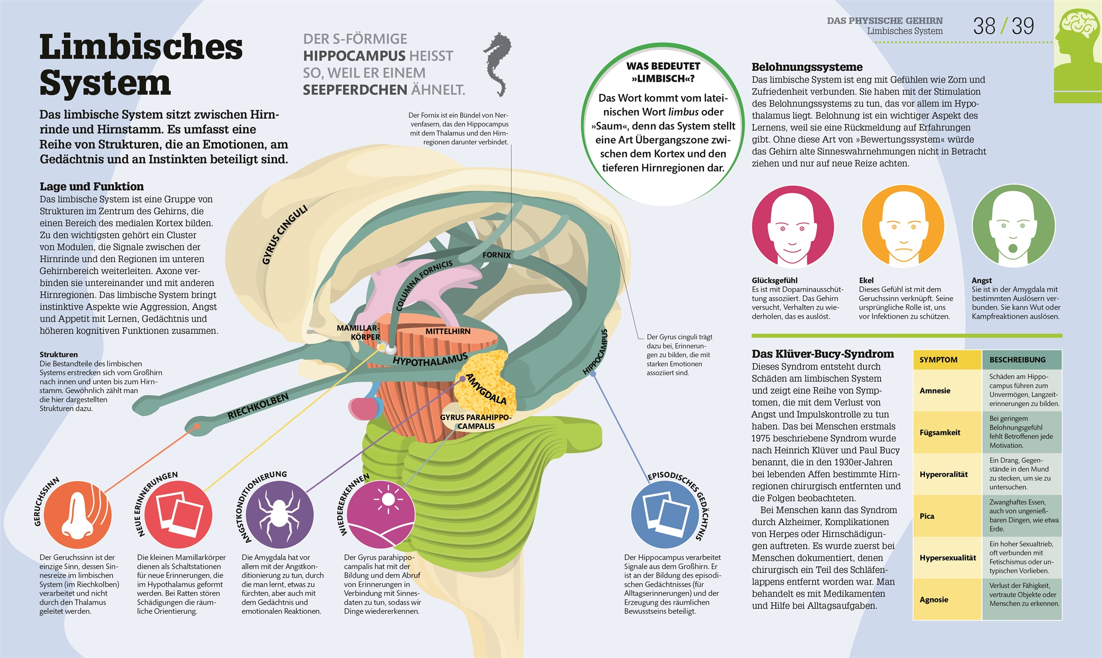#dkinfografik. Das menschliche Gehirn und wie es funktioniert