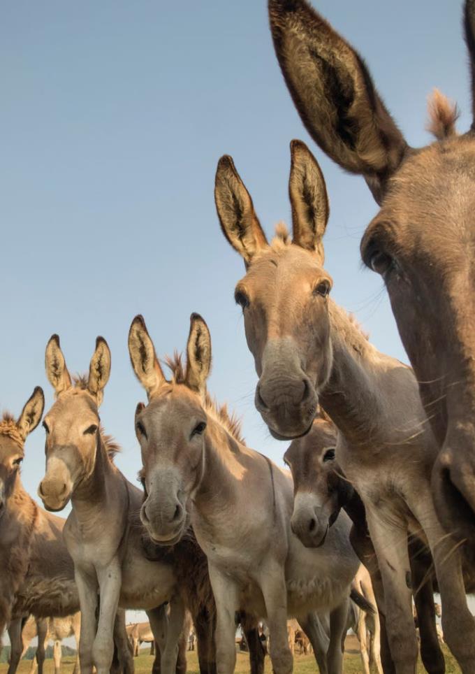 Postkartenblock Esel