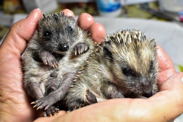 Eine Handvoll Glück Eine Handvoll Glück