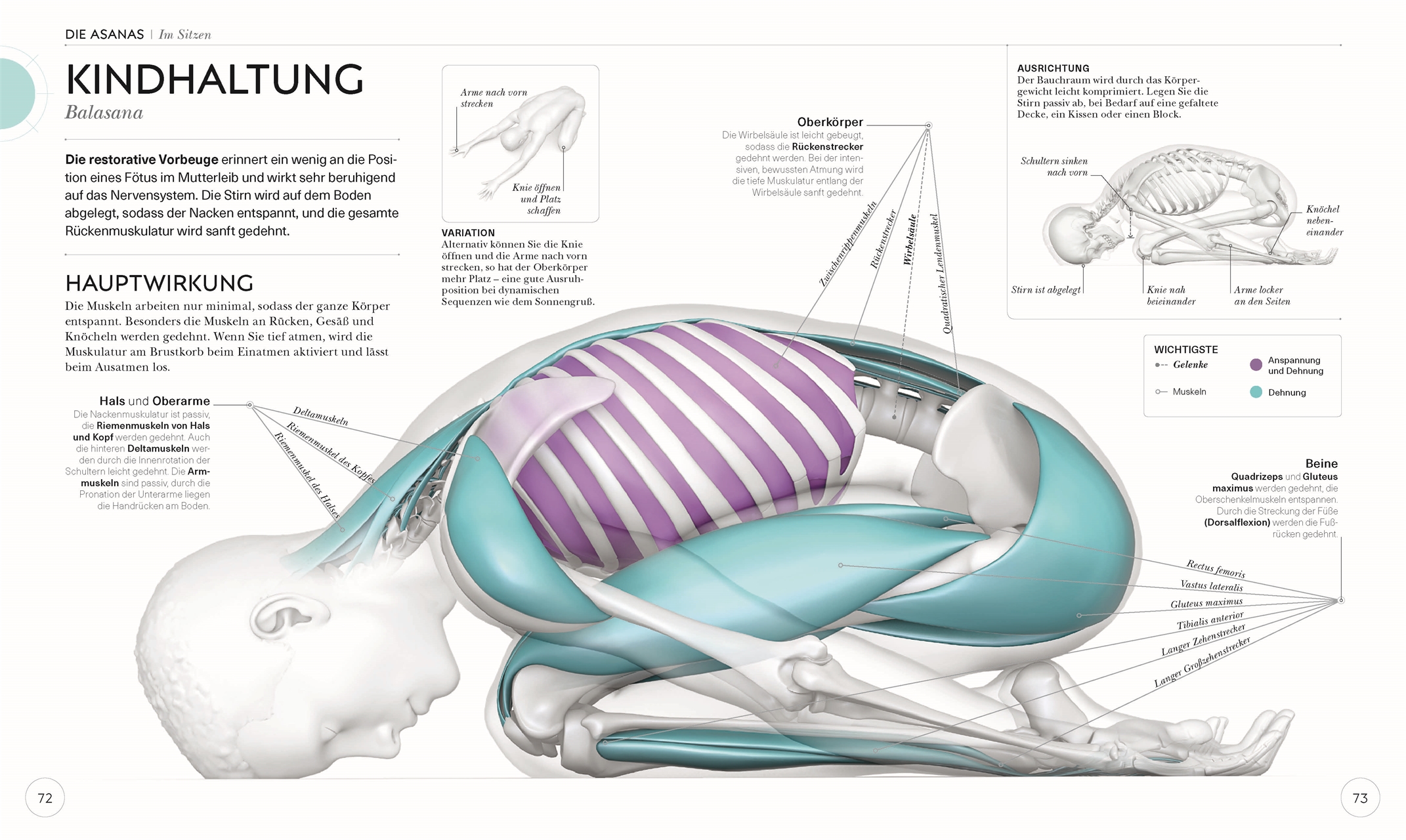 Yoga verstehen - Die Anatomie der Yoga-Haltungen