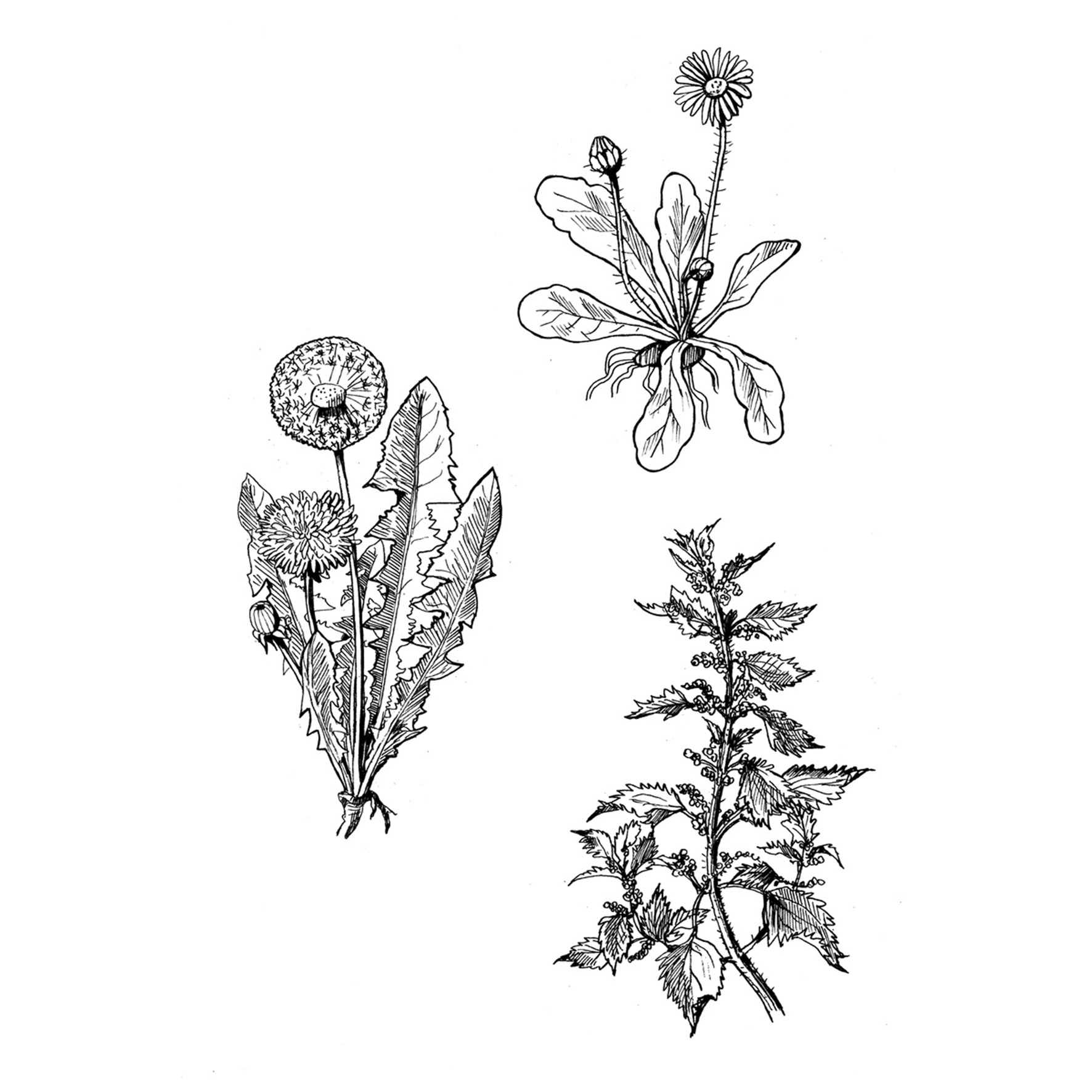 Die große Zeichenbibliothek