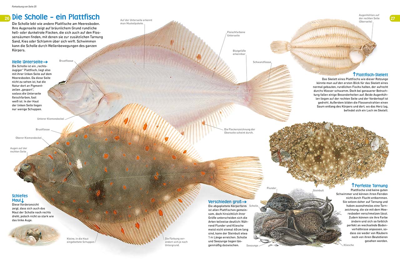 memo Wissen entdecken. Fische