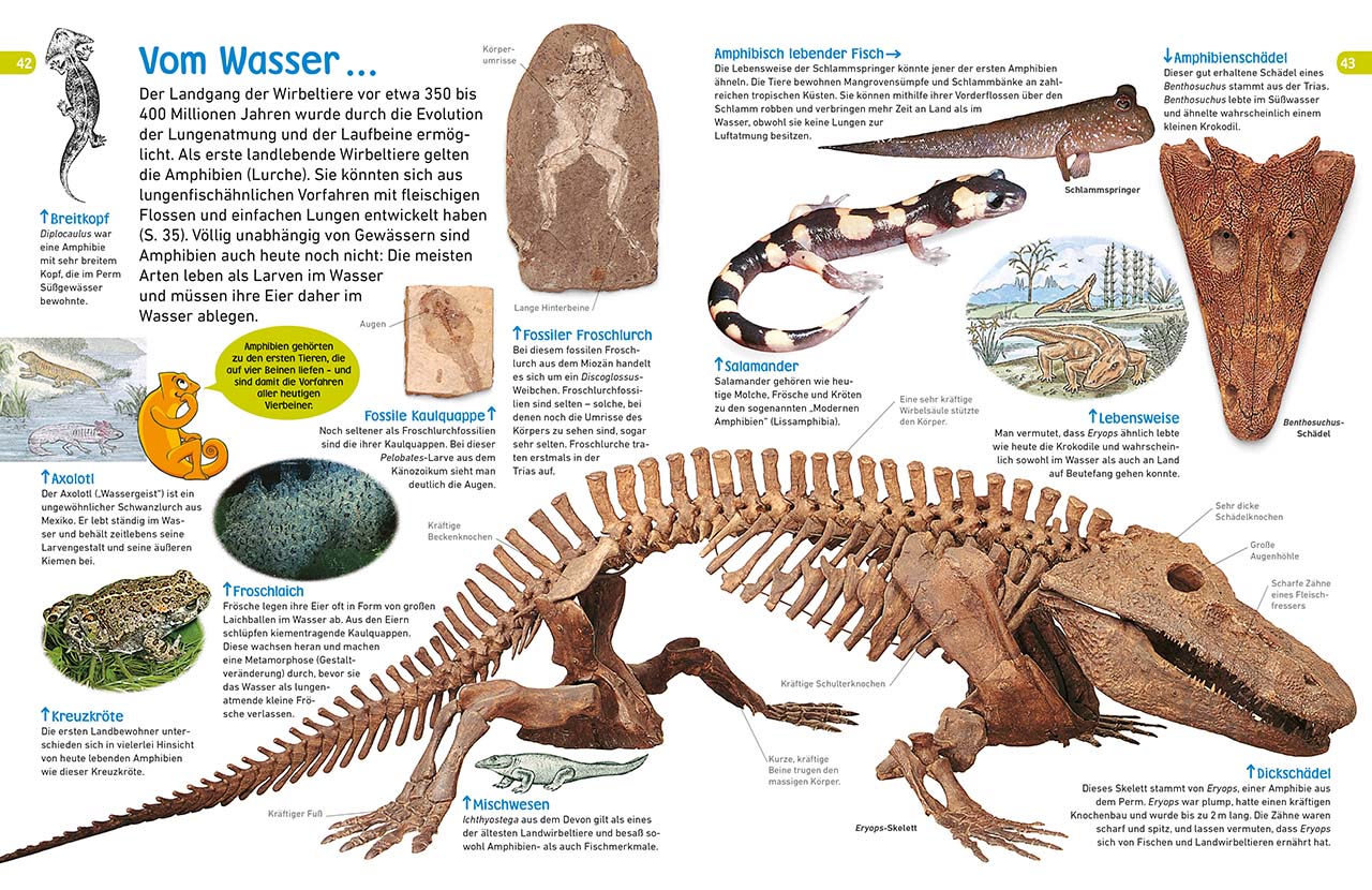 memo Wissen entdecken. Fossilien