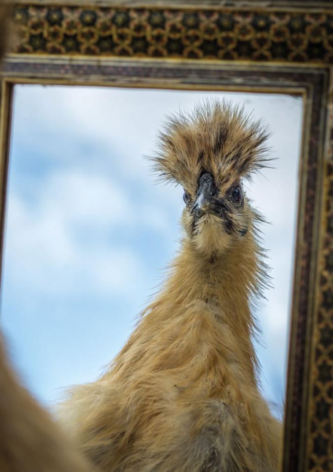 Postkartenblock Hühner