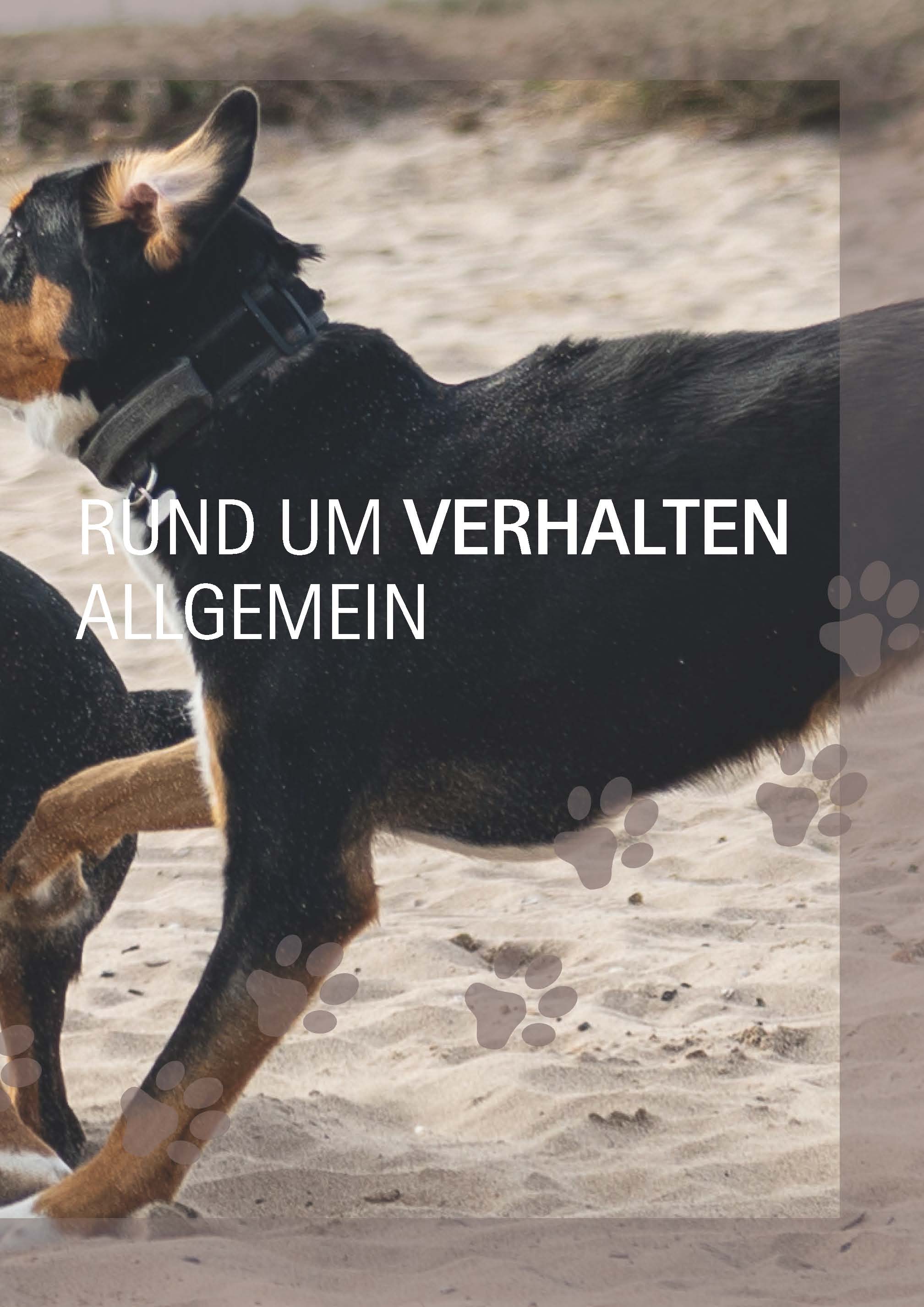 Ein Hund und 1000 Fragen