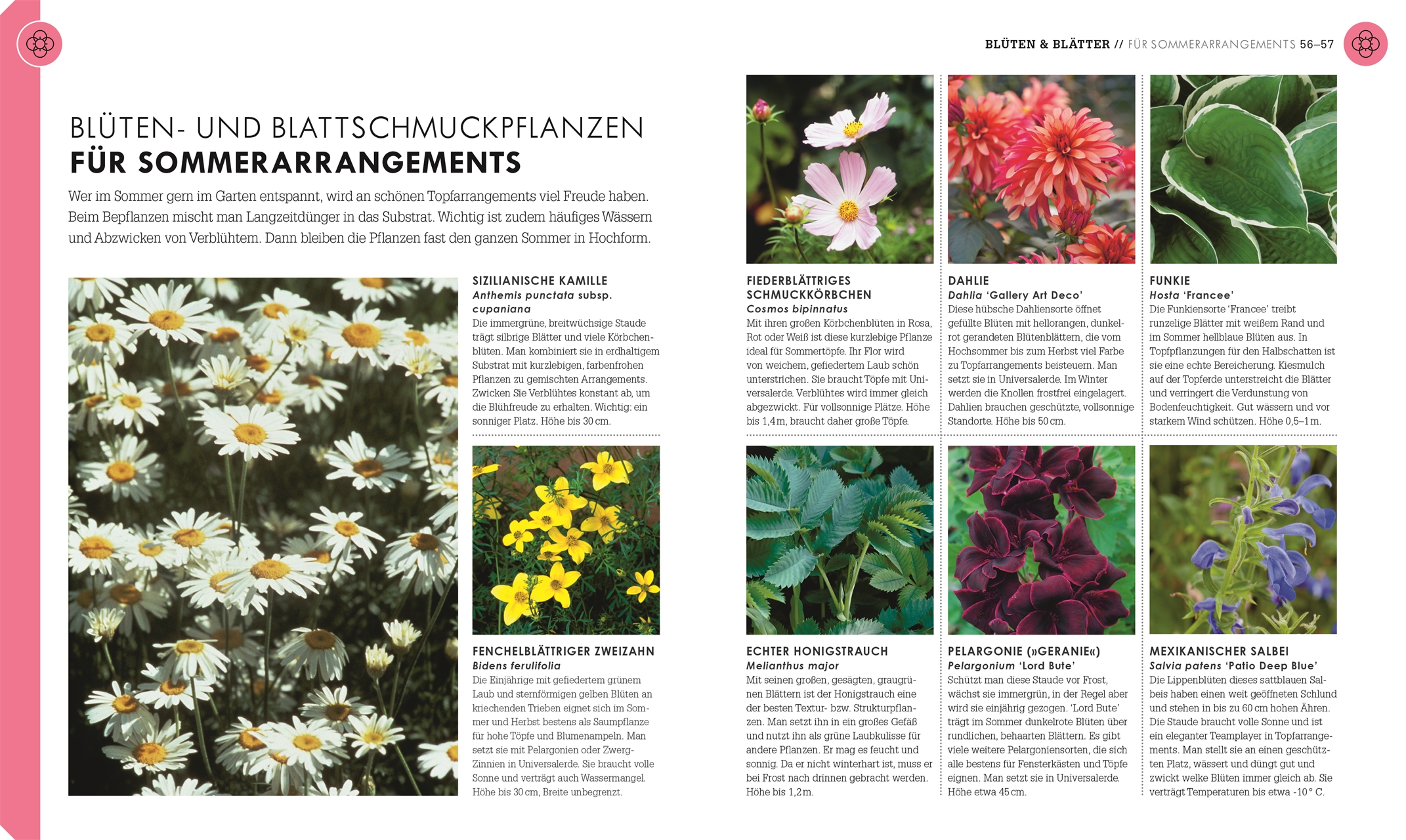 So geht Garten So geht Garten