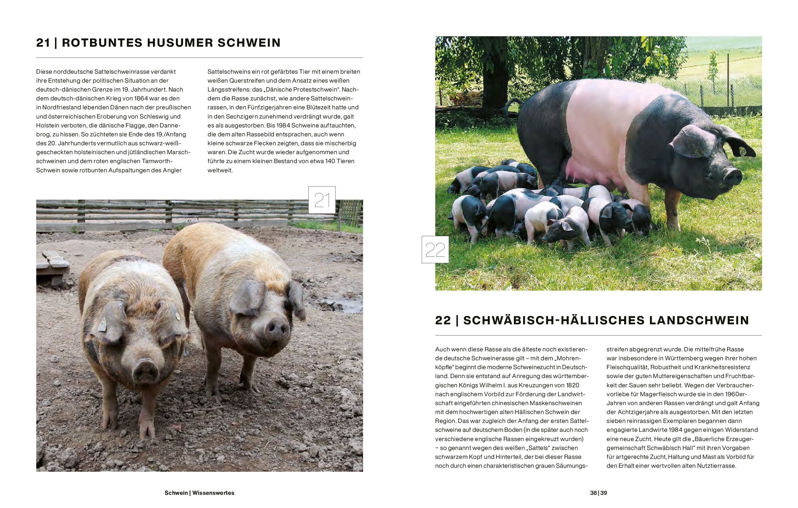 Schwein Schwein