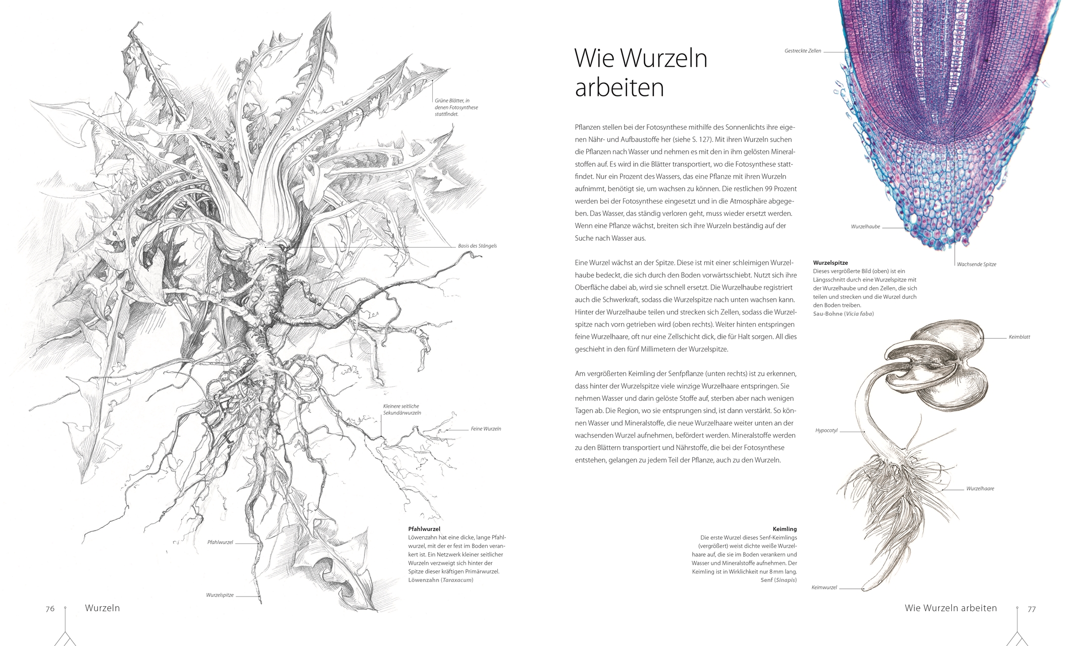 Botanik für Künstler