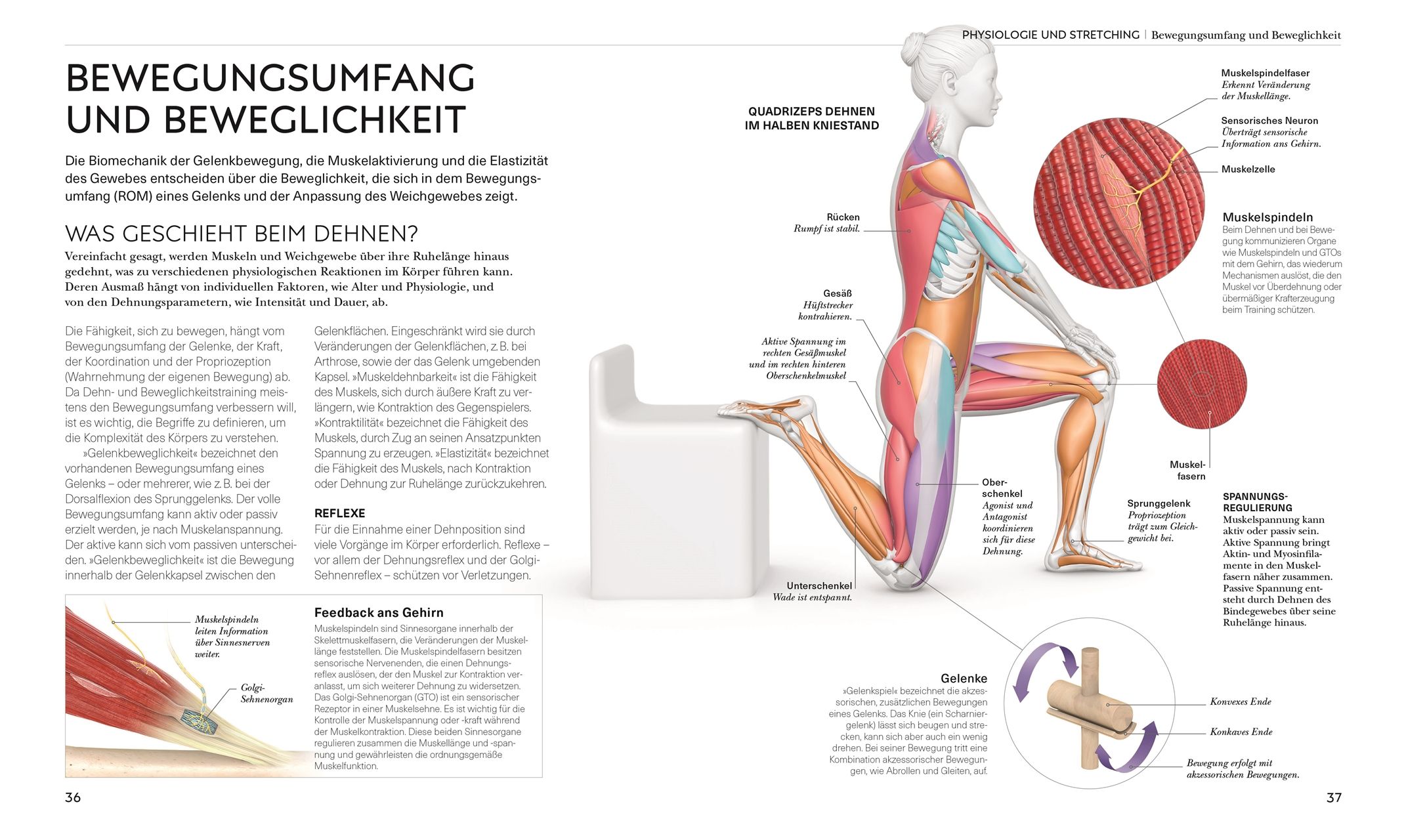 Stretching - Die Anatomie verstehen