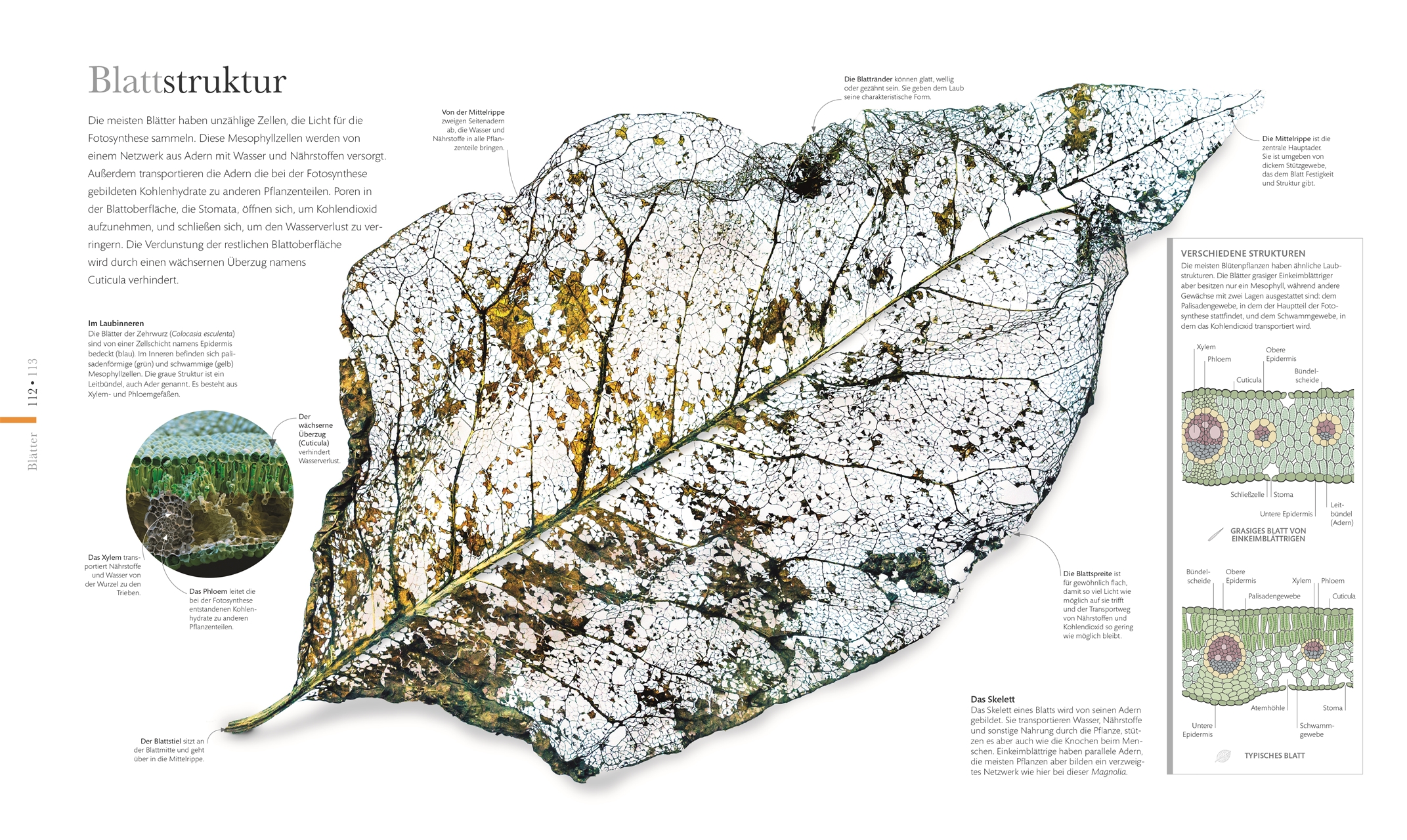 DK Wunderwelten. Flora – Wunderwelt der Pflanzen