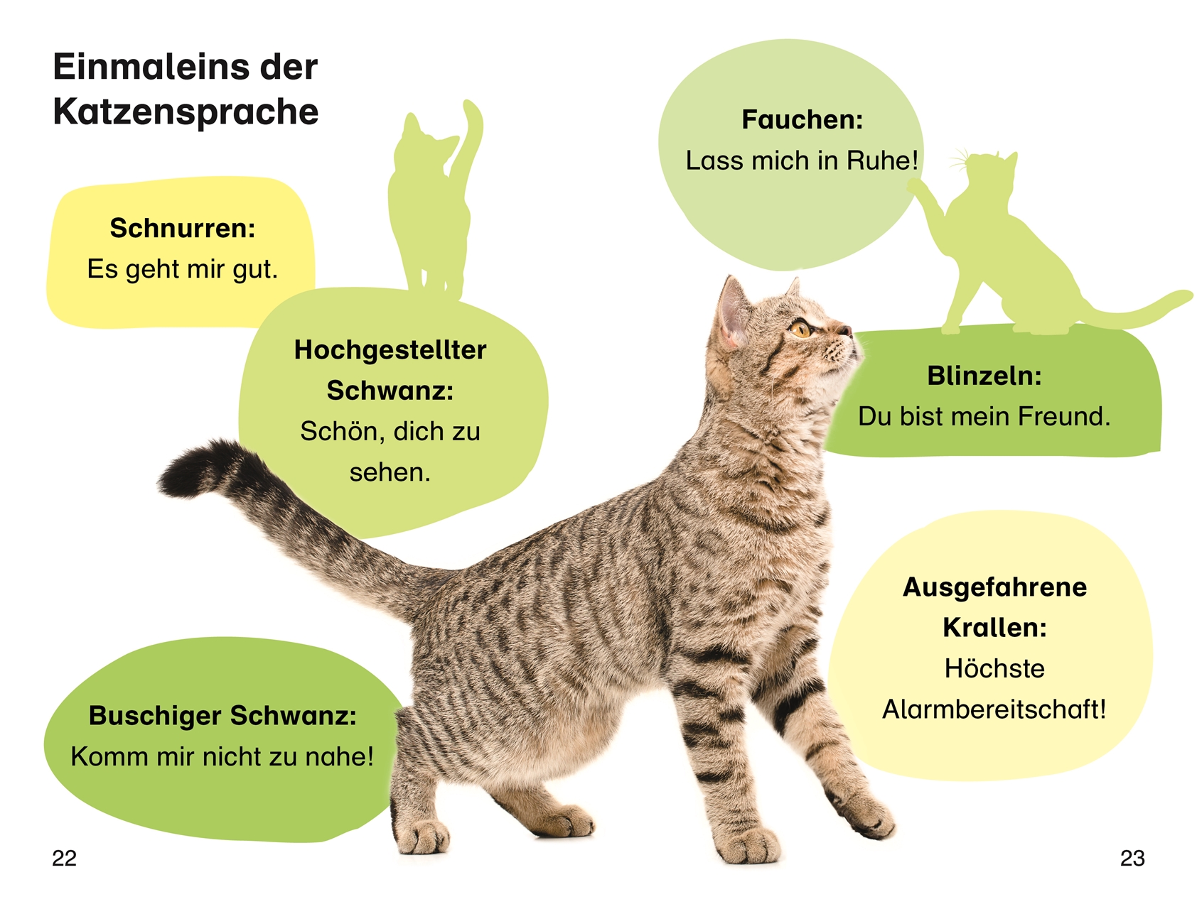SUPERLESER! Lucas neue Katze