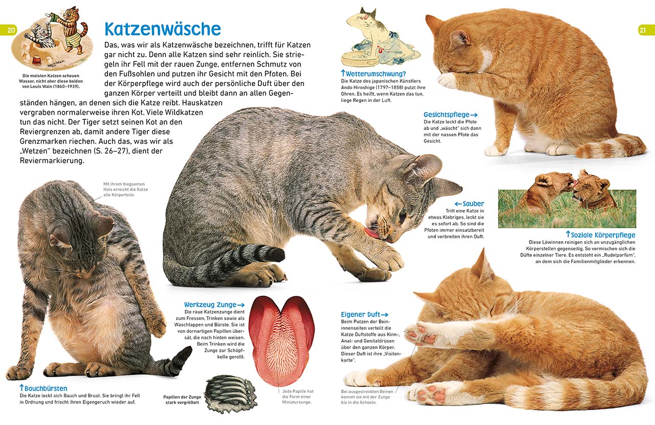 memo Wissen entdecken. Katzen memo Wissen entdecken. Katzen