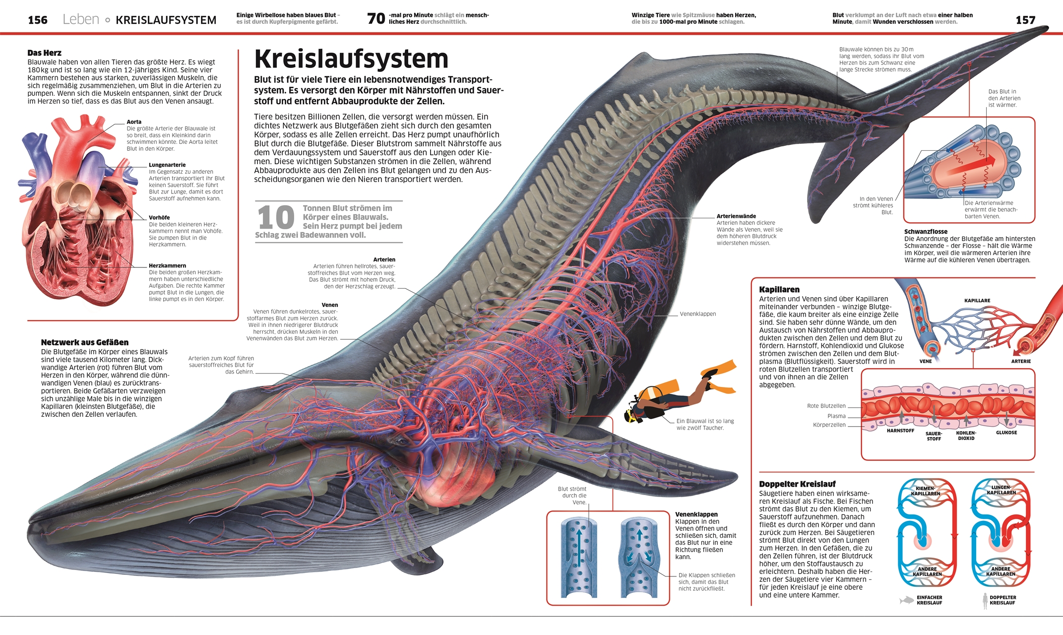 DK Wissen. Natur & Technik