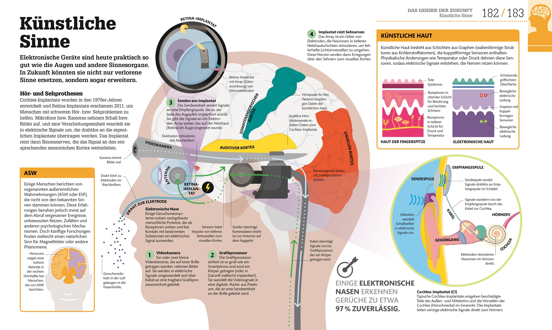 #dkinfografik. Das menschliche Gehirn und wie es funktioniert