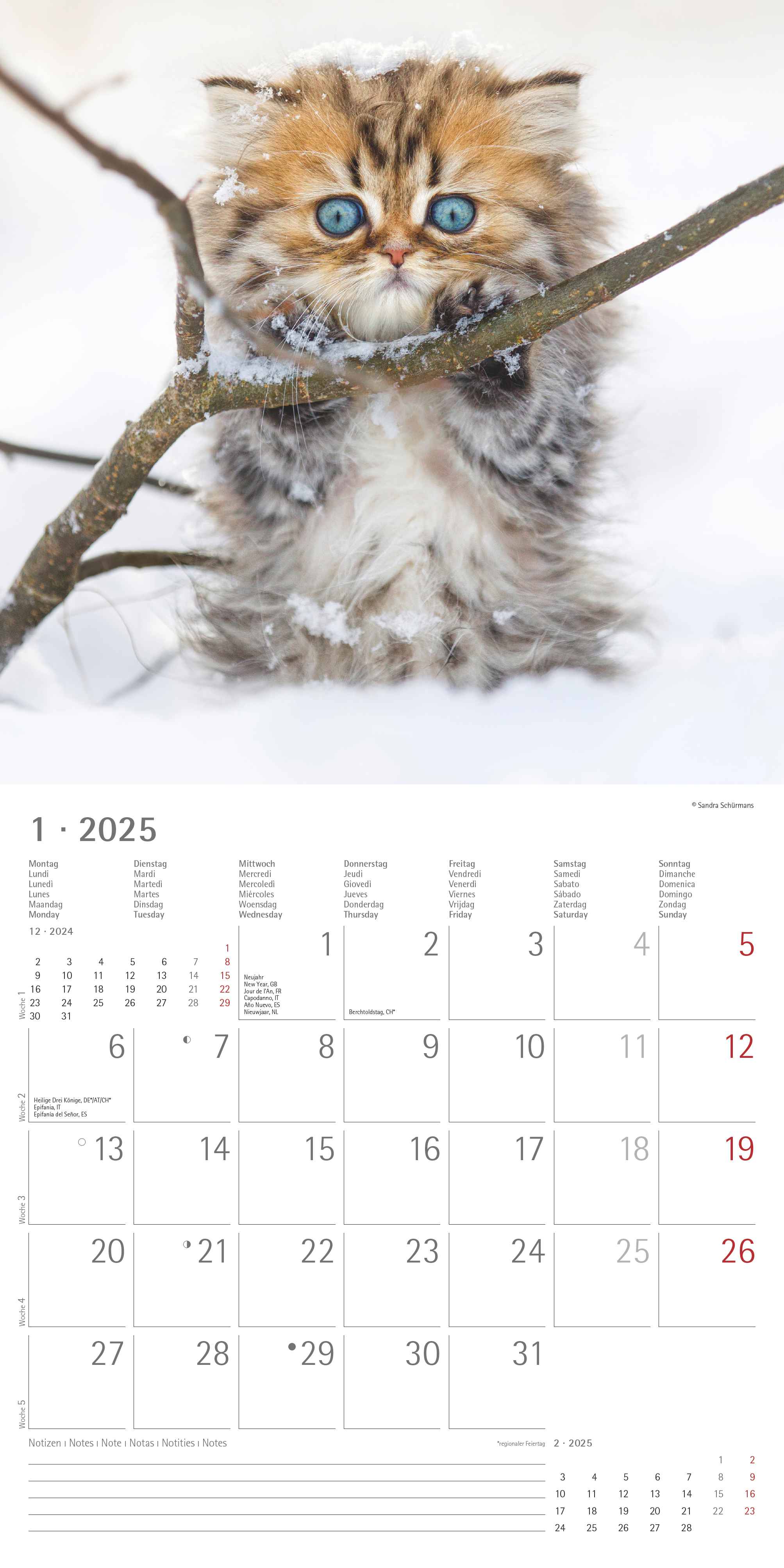 Alpha Edition - Katzenbabys 2025 Broschürenkalender, 30x30cm, Wandkalender mit Platz für Notizen und Termine, schöne Motive von Katzen-Babys, Monatsübersicht und Ferientermine DE/AT/CH