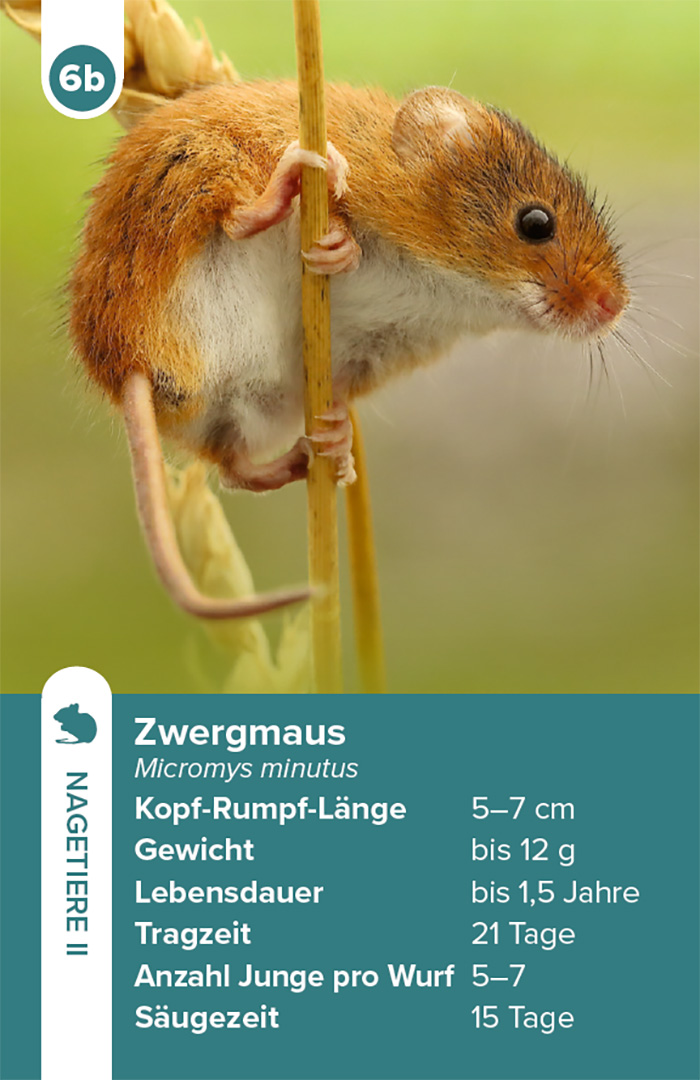 Einheimische Säugetiere – das Quartett-Spiel