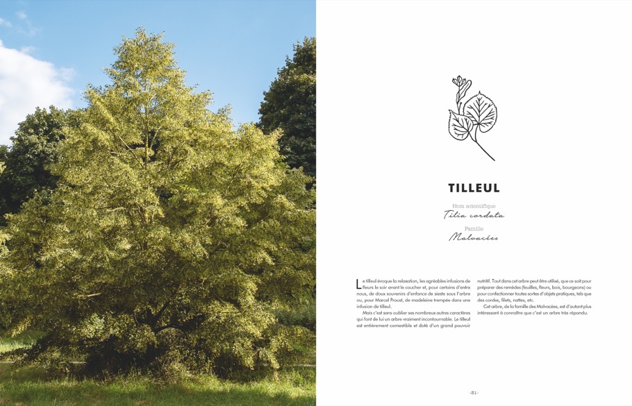 Unsere Bäume und was sie uns Gutes tun