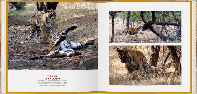 Die Tiger von Ranthambhore