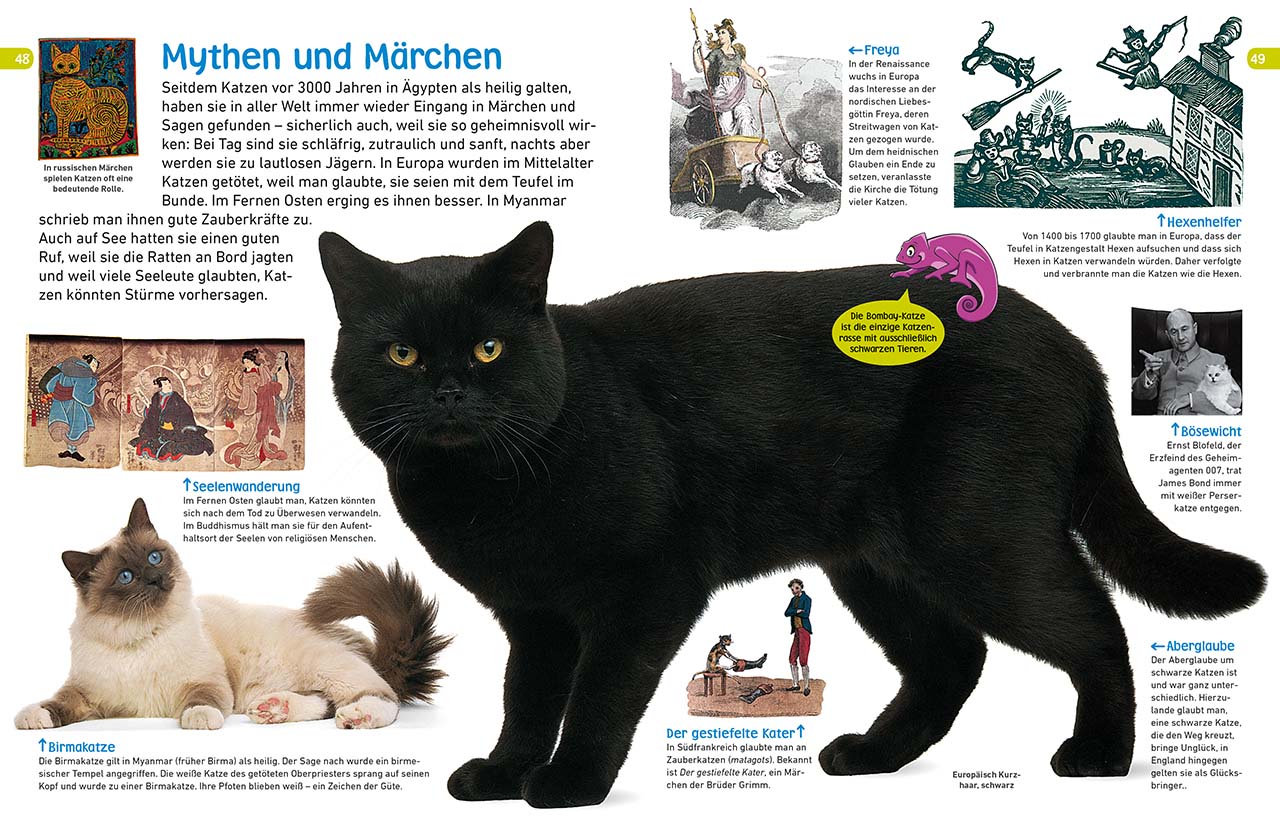 memo Wissen entdecken. Katzen memo Wissen entdecken. Katzen