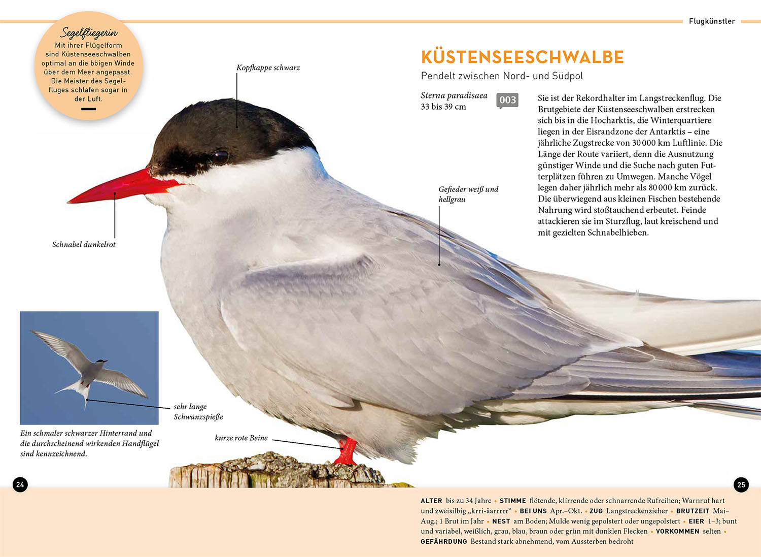 Lieblingsvögel Lieblingsvögel