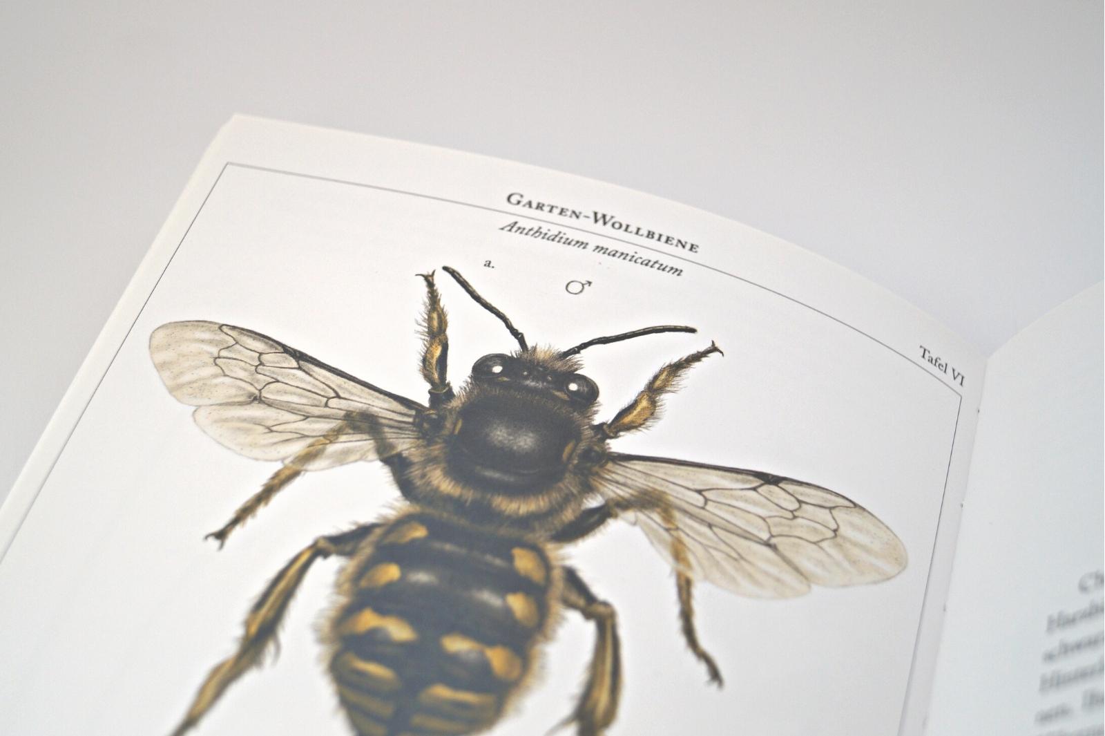 Bienenkalender 2023