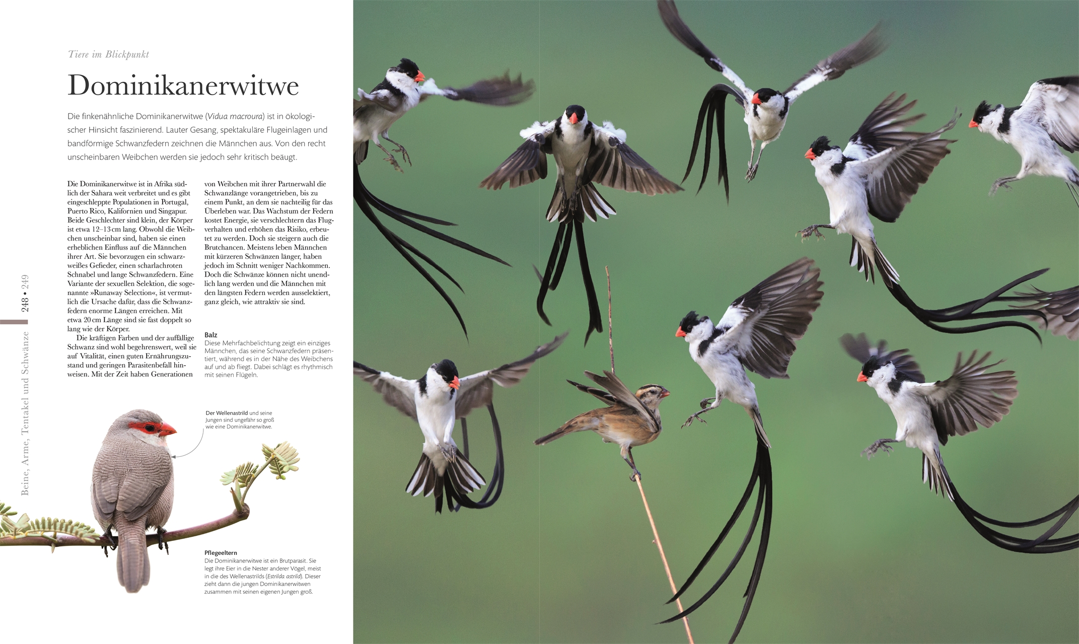 Fauna – Wunderwelt der Tiere