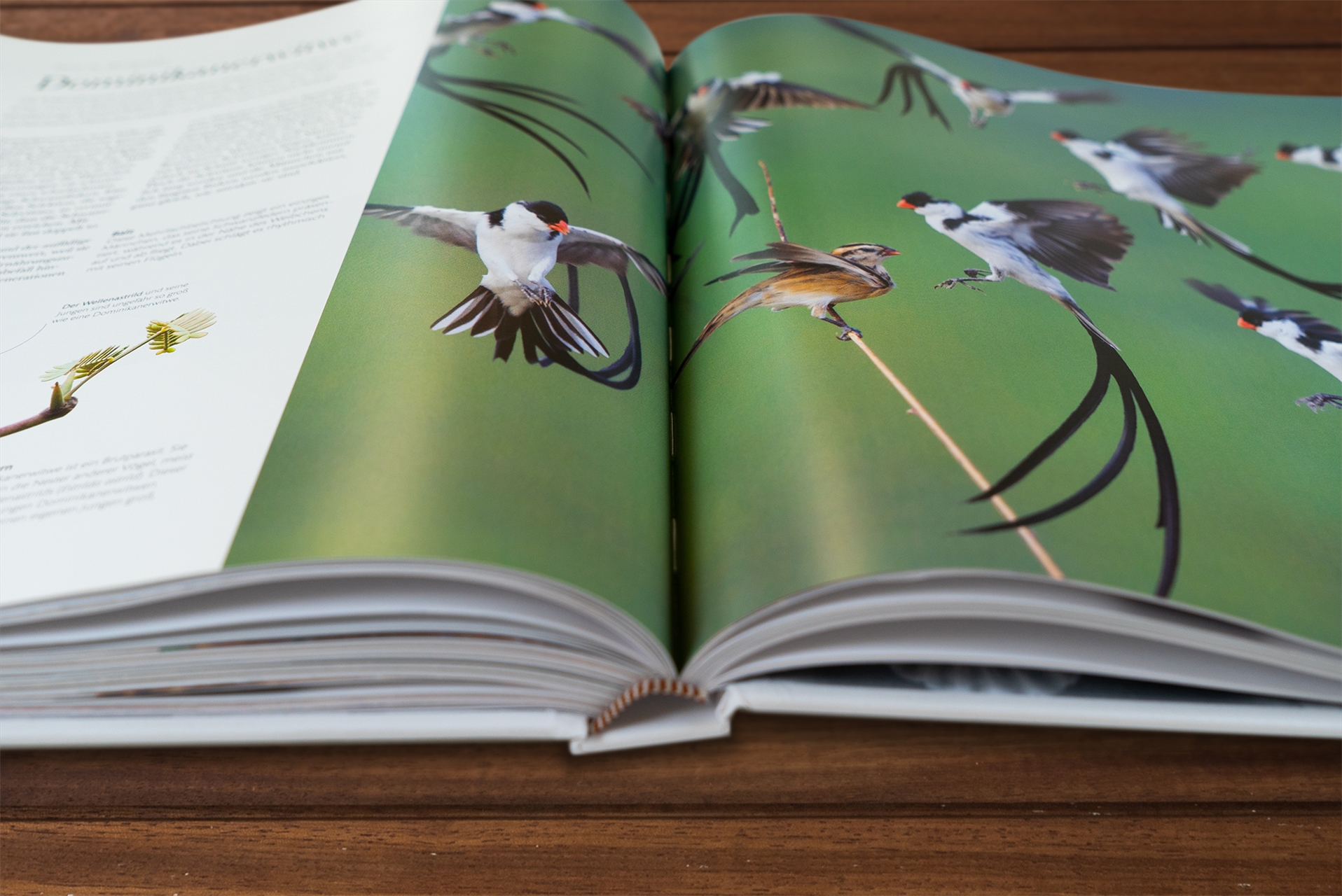 Fauna – Wunderwelt der Tiere