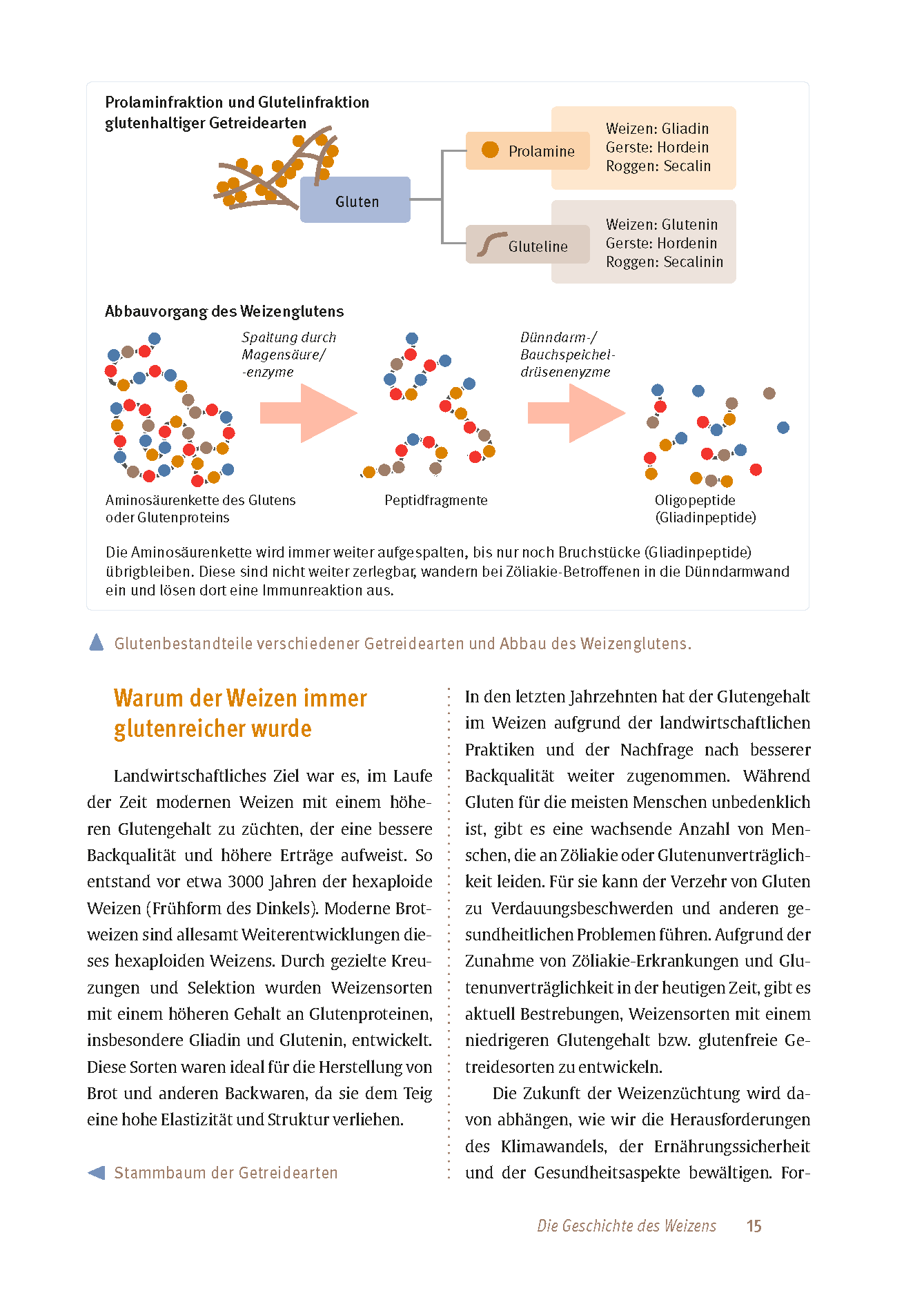 Expertenwissen: Zöliakie