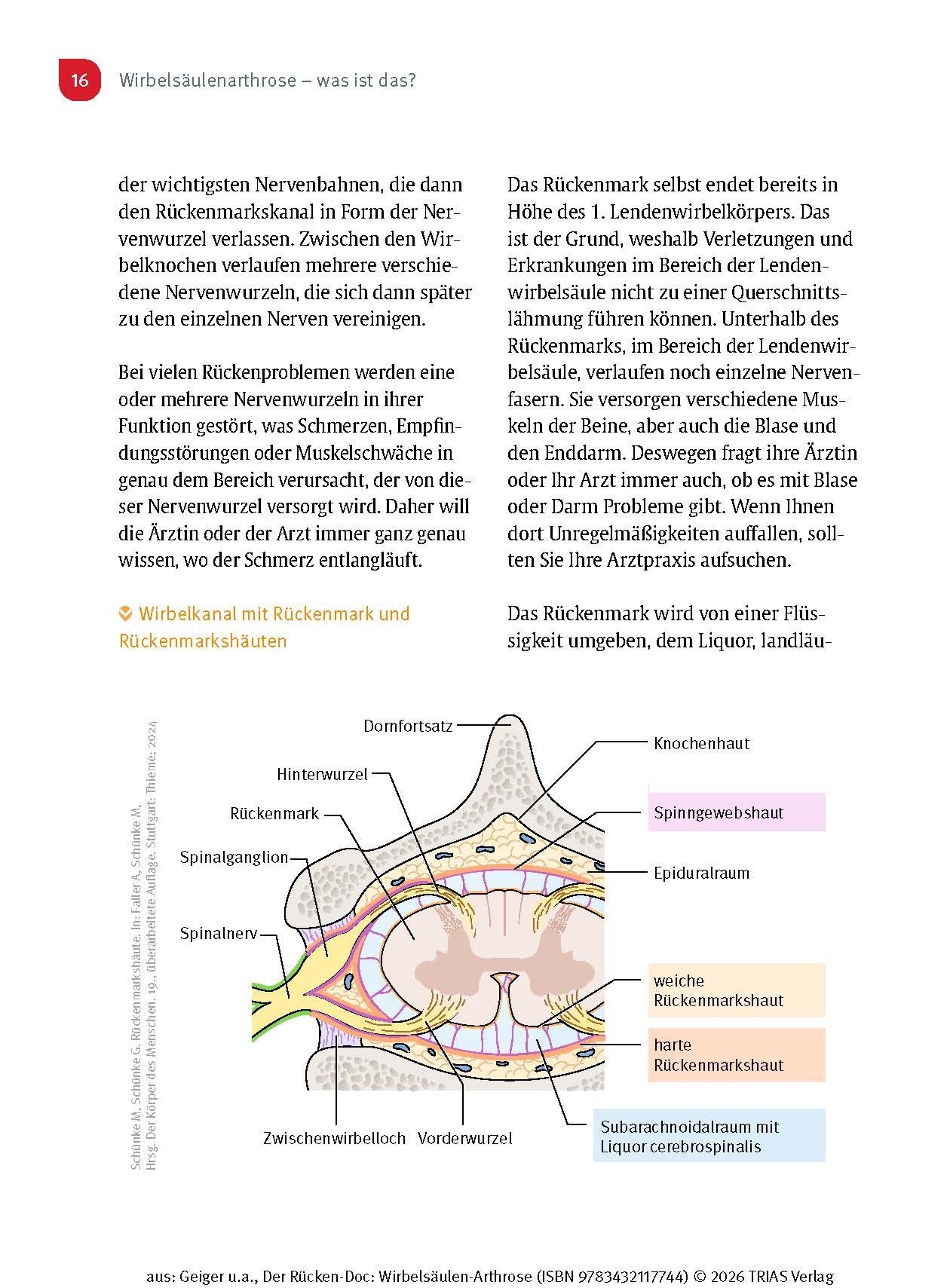 Der Rücken-Doc: Wirbelsäulen-Arthrose