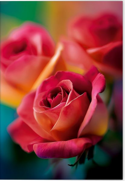 VE Blütenträume Grußkarten Rote Rose 5