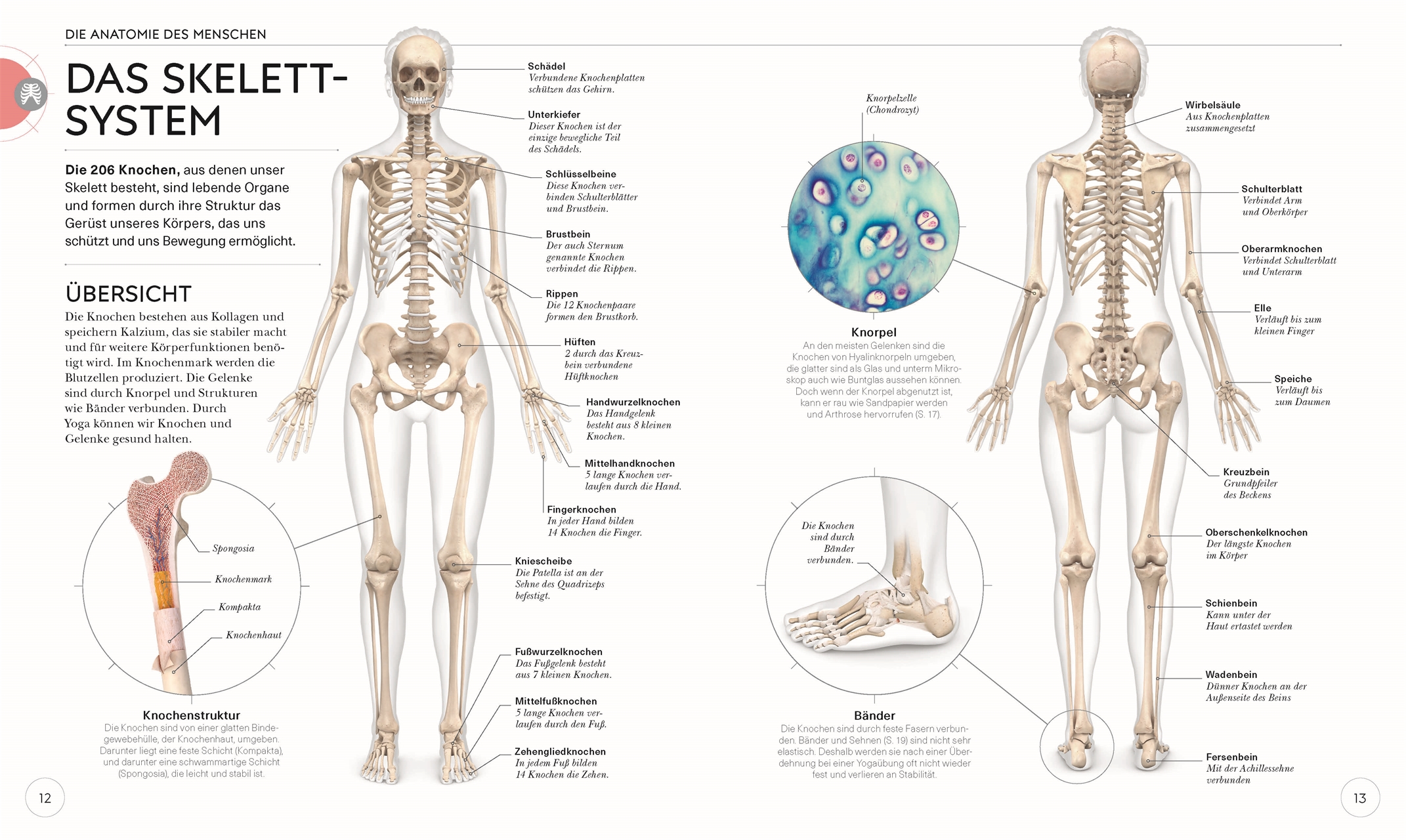 Yoga verstehen - Die Anatomie der Yoga-Haltungen