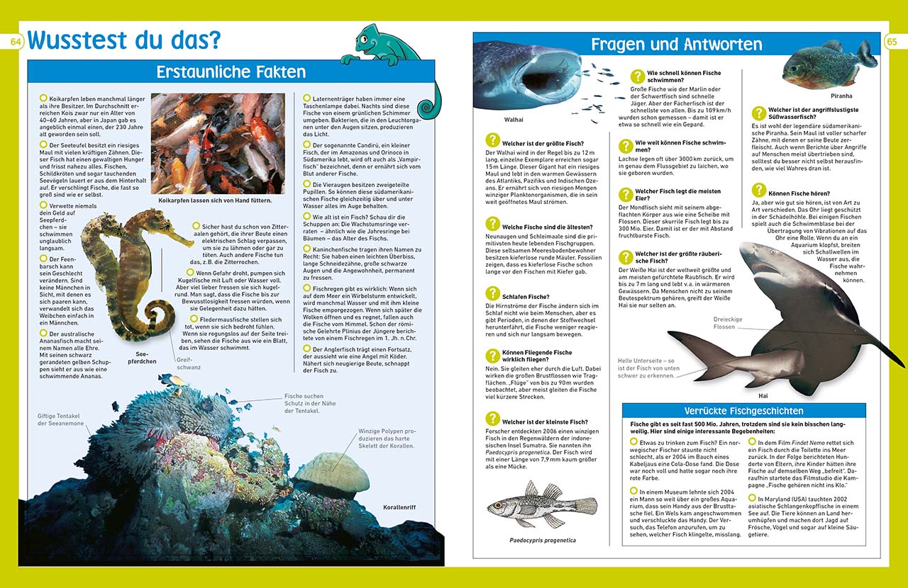 memo Wissen entdecken. Fische