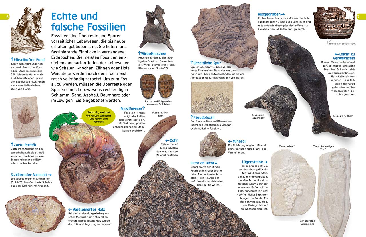 memo Wissen entdecken. Fossilien