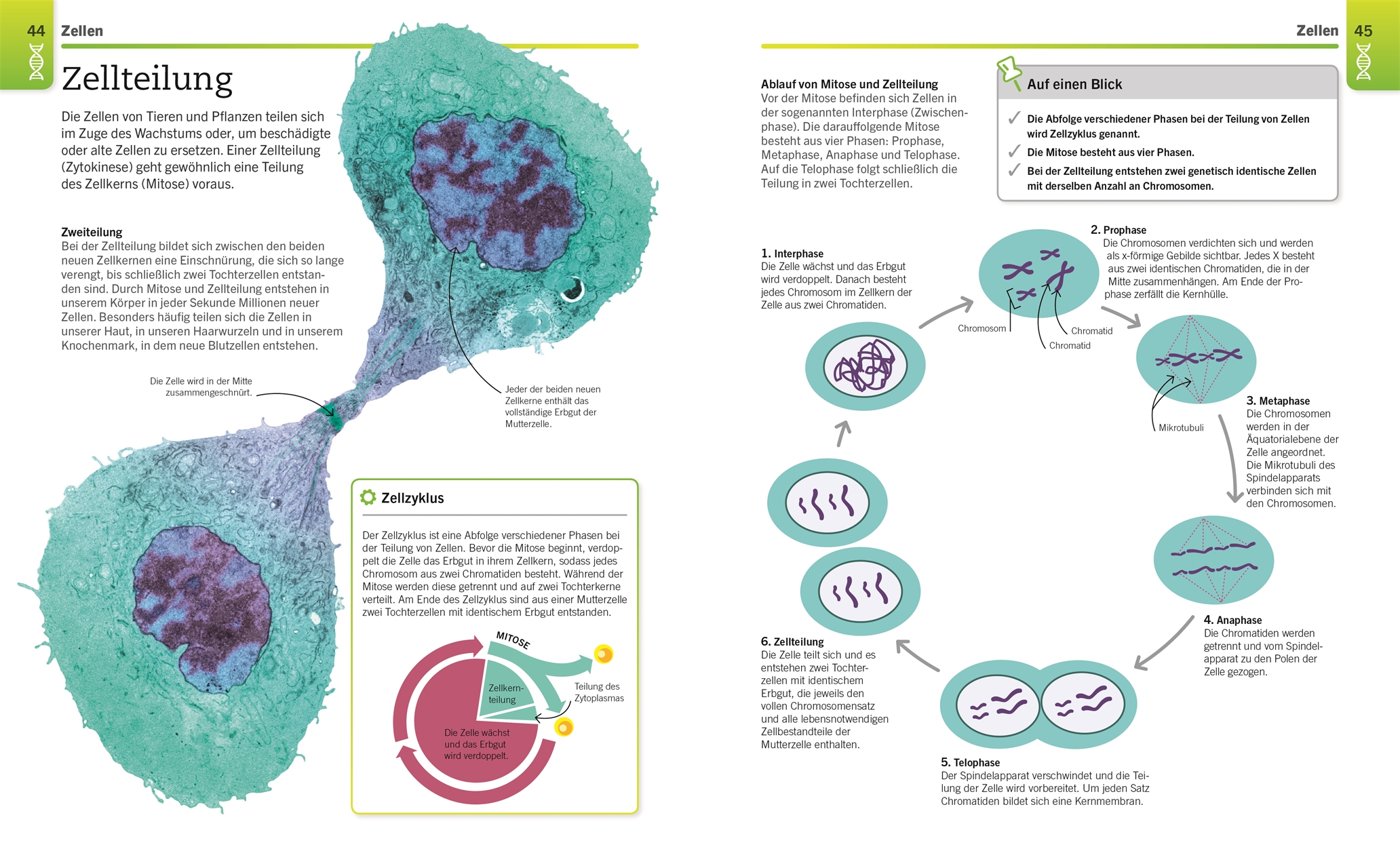 Visuelles Wissen. Biologie