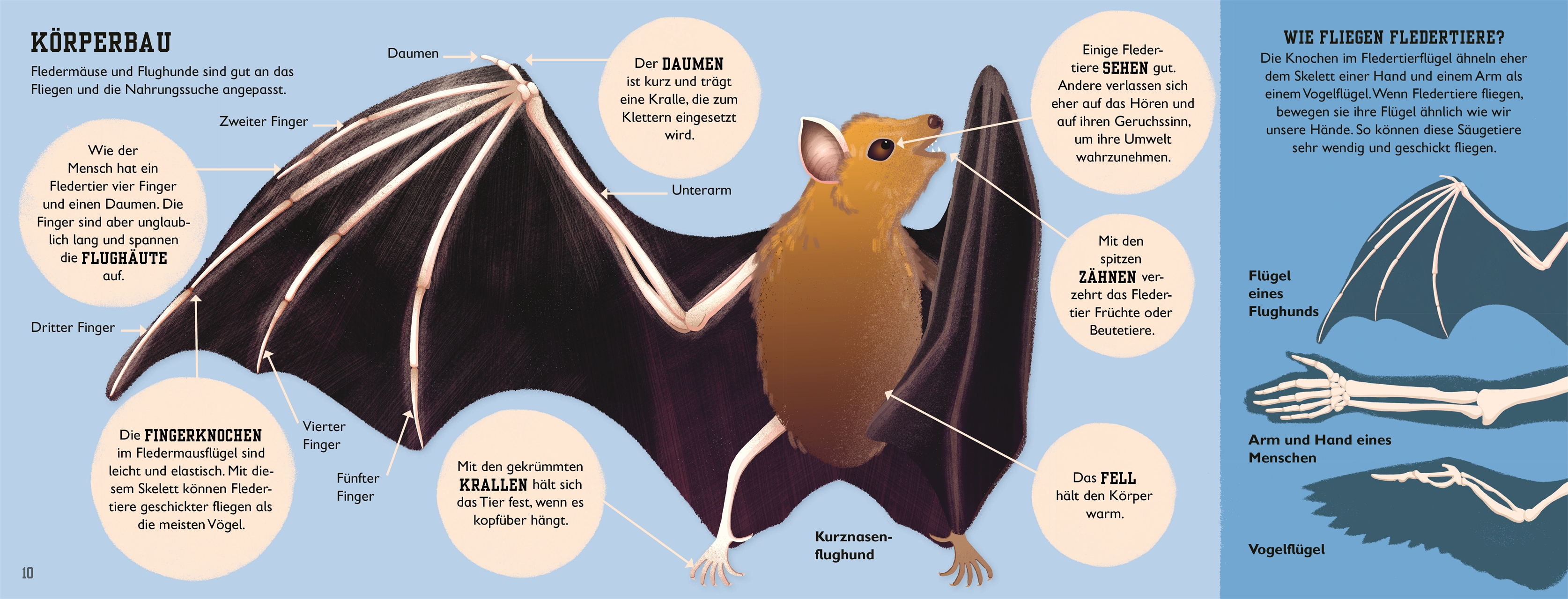 Fledermaus