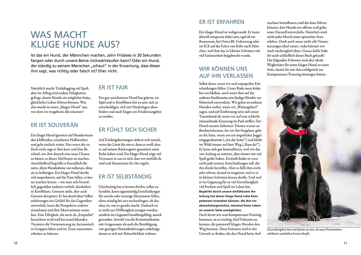 Die 10 Kompetenzen für Hunde Die 10 Kompetenzen für Hunde