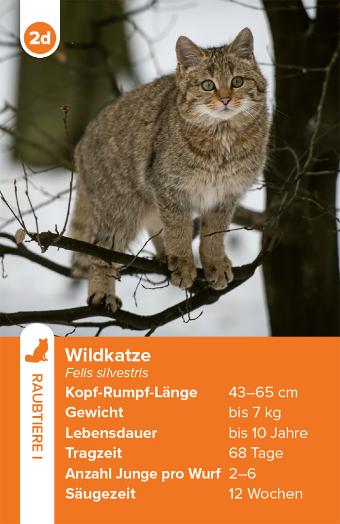 Einheimische Säugetiere – das Quartett-Spiel