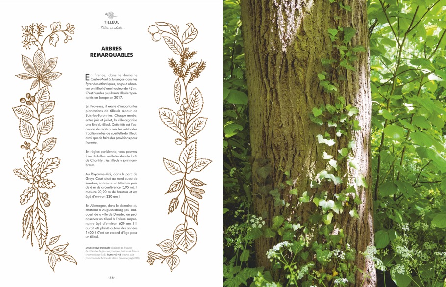 Unsere Bäume und was sie uns Gutes tun