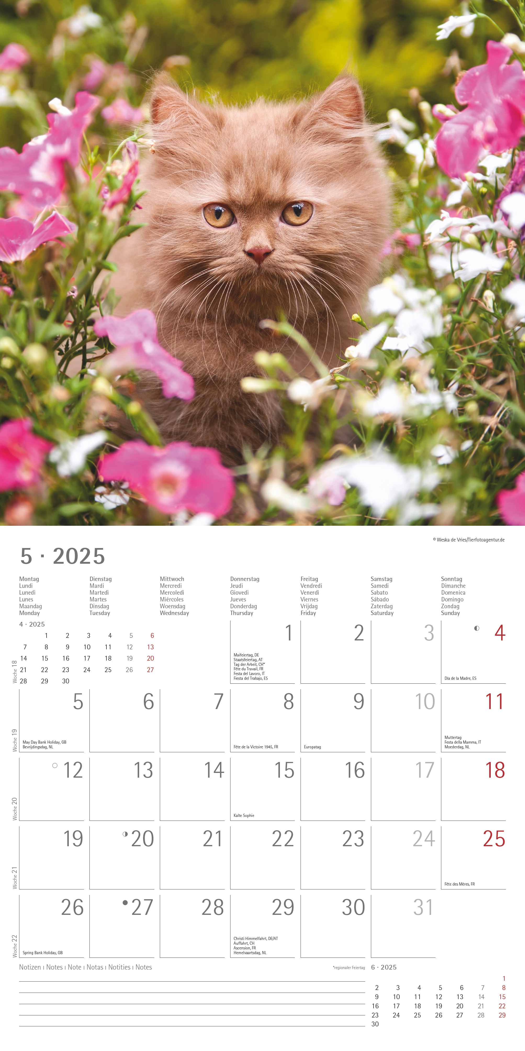 Alpha Edition - Katzenbabys 2025 Broschürenkalender, 30x30cm, Wandkalender mit Platz für Notizen und Termine, schöne Motive von Katzen-Babys, Monatsübersicht und Ferientermine DE/AT/CH