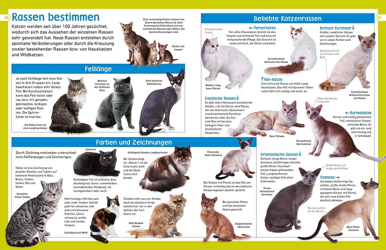 memo Wissen entdecken. Katzen memo Wissen entdecken. Katzen