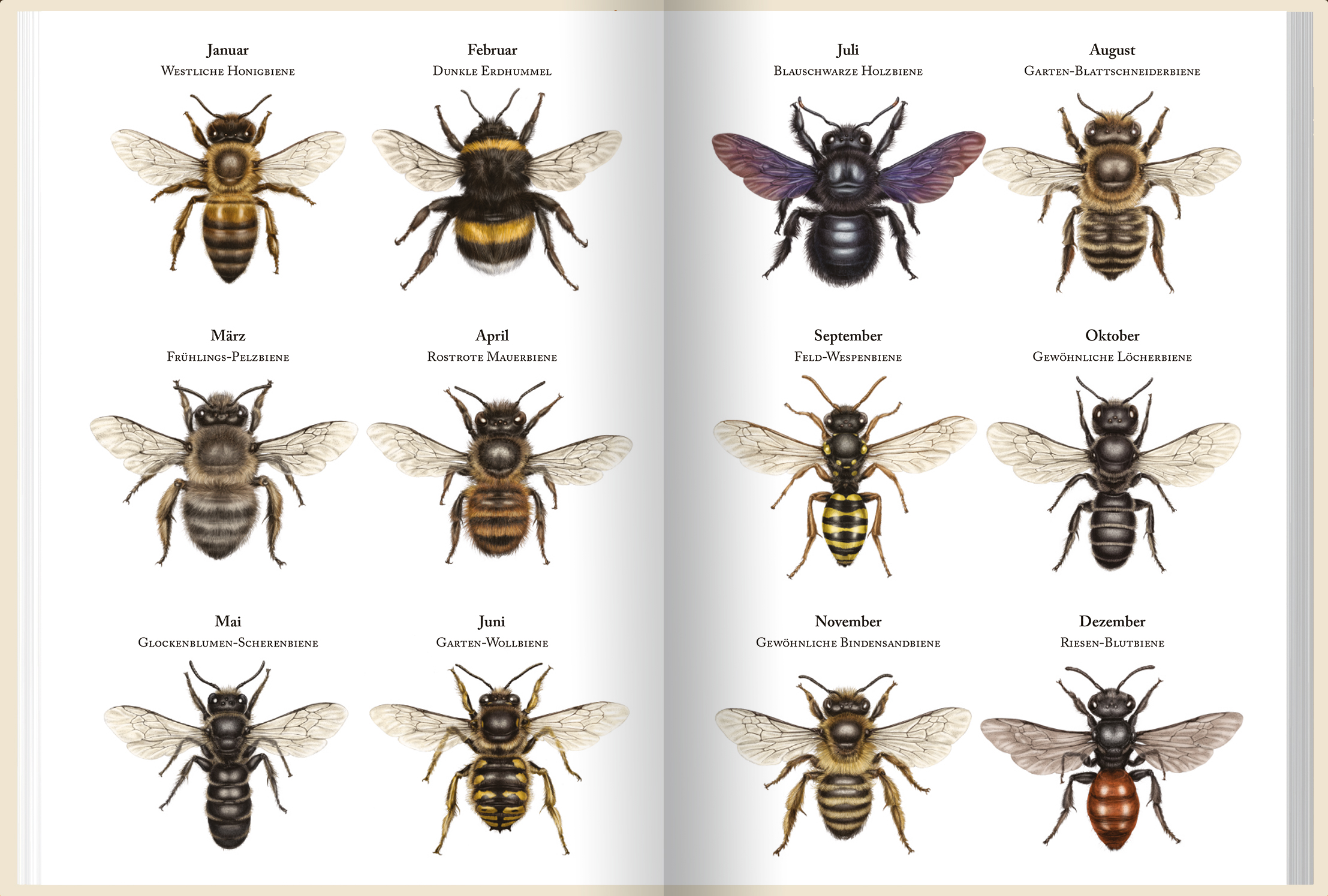 Bienenkalender 2023