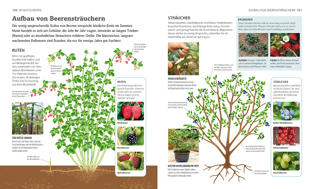 Erste Hilfe für Gartenpflanzen