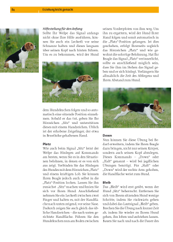 Beagle