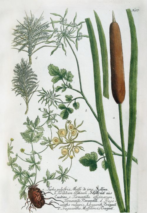 Vom Garten Eden bis zu Salomos Weinberg Vom Garten Eden bis zu Salomos Weinberg