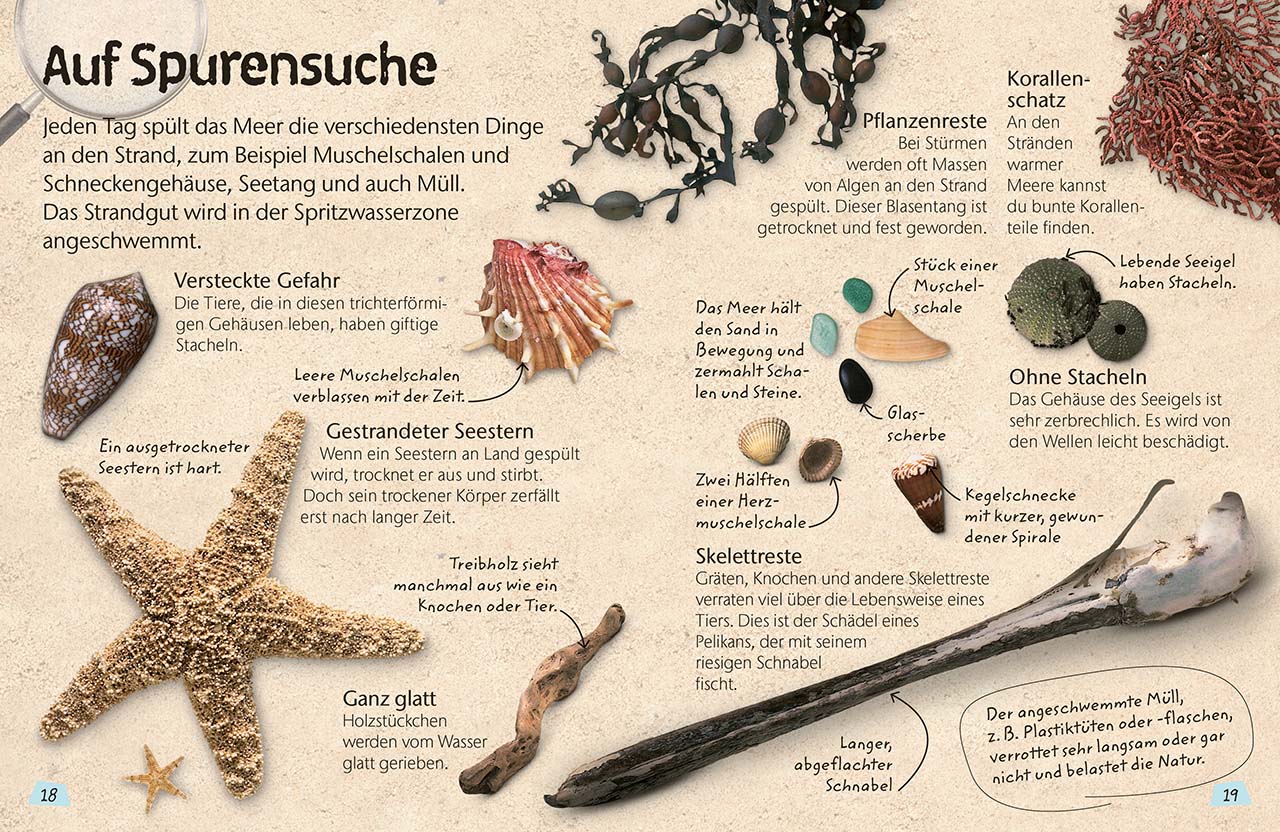 Naturführer für Kinder. Küste und Strand Naturführer für Kinder. Küste und Strand