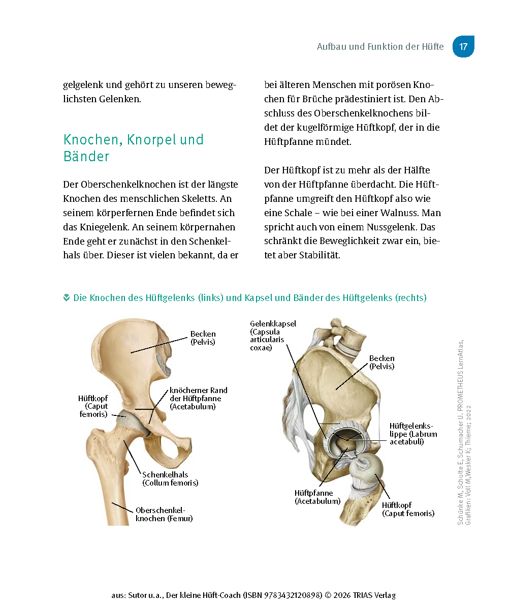 Der kleine Hüft-Coach