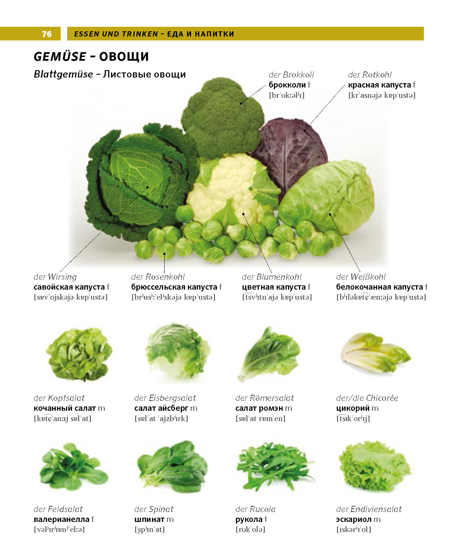 PONS Bildwörterbuch Russisch