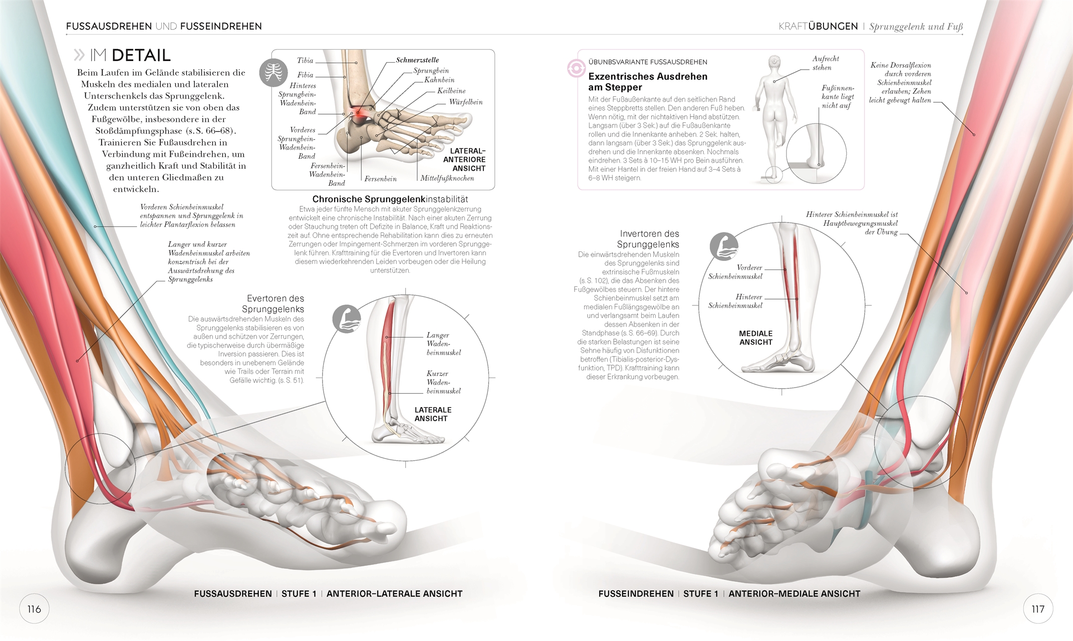 Lauftraining – Die Anatomie verstehen